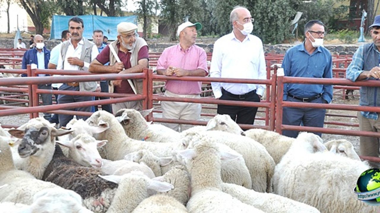 Emirgazi Belediyesi Manavgat'a 50 Koyun Gönderdi