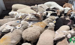 Karapınar İslik Mahallesinden  Gazze'ye Umut Eli: 19 Koyun Bağışlandı