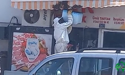 Karapınar’da "Arı Paniği": Binlerce Arı İlçe Merkezini İstila Etti