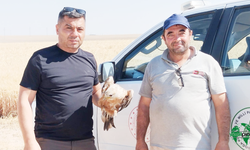 Yaralı Kızıl Şahin, Duyarlı Çobanın Müdahalesiyle Kurtarıldı