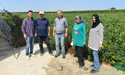 Karapınar'da Baharlık Ürünlerin Gelişimi Yerinde İncelendi