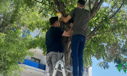 Karapınar’da Esnafın Kedi Seferberliği