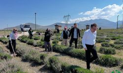 Karapınar Lavanta Bahçesi Yeni Sezona Hazırlanıyor