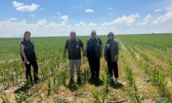 Karapınar’da Süne Mücadelesi ve Ürün Kontrolleri Aralıksız Sürüyor