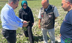 Küçükaşlama Mahallesi’nde Dolu Zararına Yerinde İnceleme