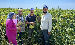 Karapınar Ovası’nda Baharlık Ürünler İçin Saha İncelemesi