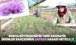 BAŞKAN ALTAY: “Safranın Konya’mızın Toprak Ve İklim Şartlarında Yetiştirilebilirliğini Ortaya Koymayı Amaçlıyoruz”