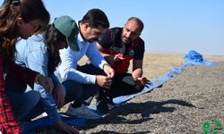 Karapınar Kaymakamı Şenol Öztürk Biçerdöverin Başına Geçti, Ayçiçeği Hasadına Katıldı