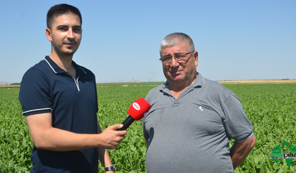 Şeker Pancarı Yetiştirirken Nelere Dikkat Edilmeli?