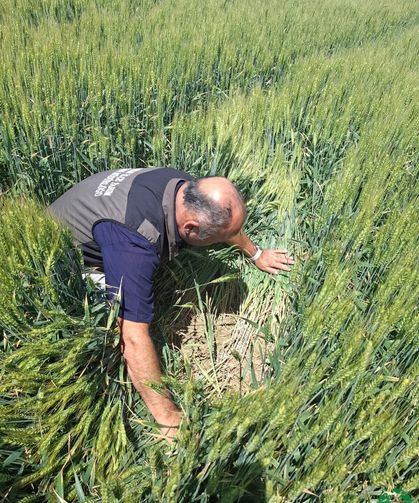Karapınar’da Süne Mücadelesi ve Ürün Kontrolleri Aralıksız Sürüyor