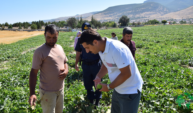 Yeşilyurt Mahallesi’nde Hırtlak Hasadı Başladı