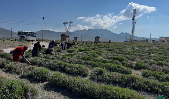 Karapınar Lavanta Bahçesi Yeni Sezona Hazırlanıyor