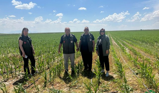 Karapınar’da Süne Mücadelesi ve Ürün Kontrolleri Aralıksız Sürüyor