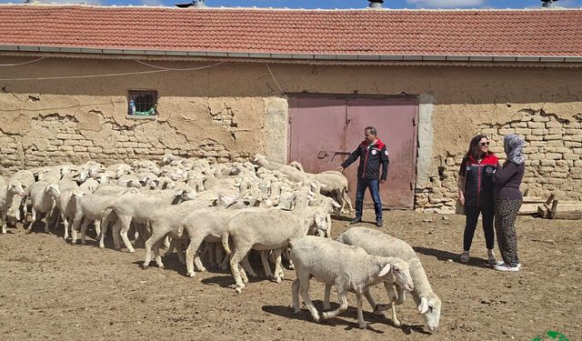 Kırsalda Bereket Büyüyor, Üretim Güçleniyor: Konya'da İlk Küçükbaş Hayvan Teslimi Gerçekleştirildi