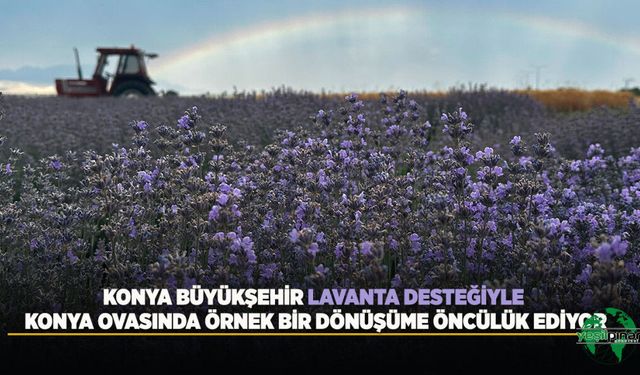 Konya Büyükşehir Lavanta Desteğiyle Konya Ovasında Örnek Bir Dönüşüme Öncülük Ediyor