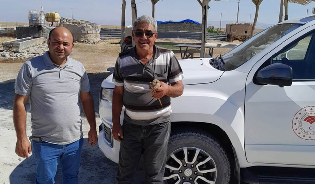 Karapınar'da Yaralı Bulunan Kızıl Şahin Tedavi Altına Alındı