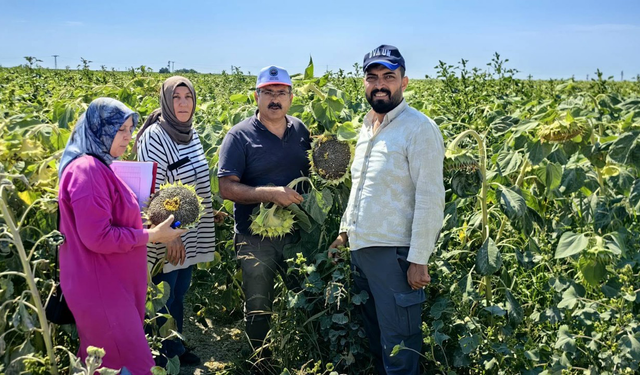 Karapınar Ovası’nda Baharlık Ürünler İçin Saha İncelemesi