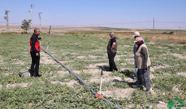 Karapınar’da Hırtlak Hasadı Devam Ediyor