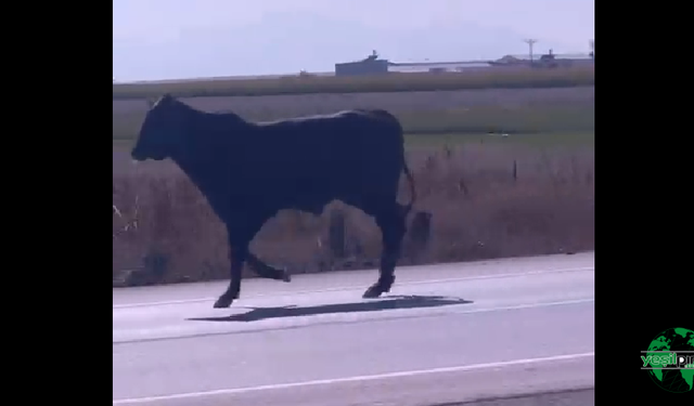 Karapınar Yolunda Firari Angus Trafiği Karıştırdı