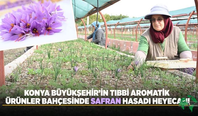 BAŞKAN ALTAY: “Safranın Konya’mızın Toprak Ve İklim Şartlarında Yetiştirilebilirliğini Ortaya Koymayı Amaçlıyoruz”