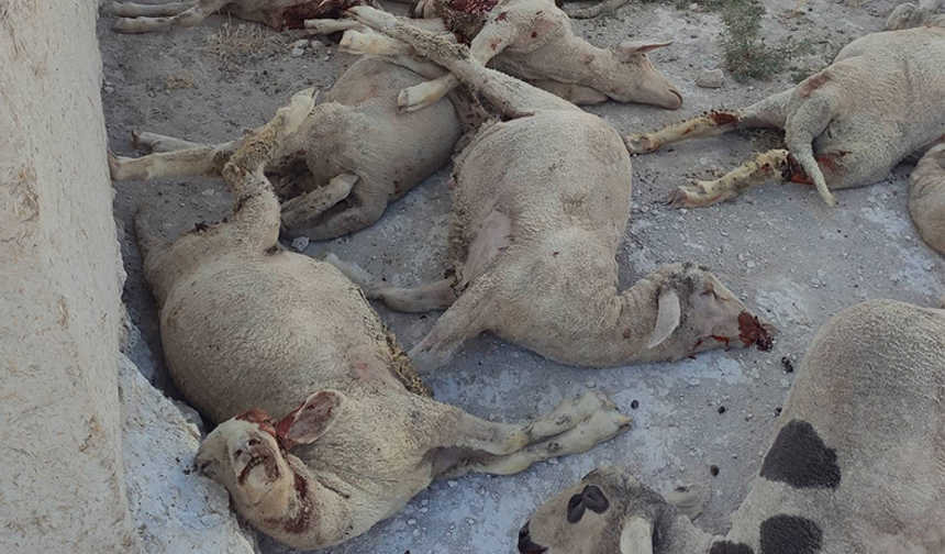 Karapınar'da Kurt Saldırısı 43 Kuzu Telef Oldu