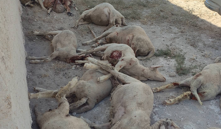 Karapınar'da Kurt Saldırısı 43 Kuzu Telef Oldu