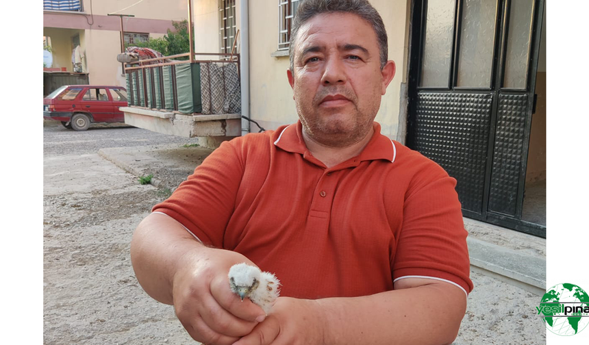 Karapınar’da Bulunan Yavru Doğan Kuşu Koruma Altına Alındı
