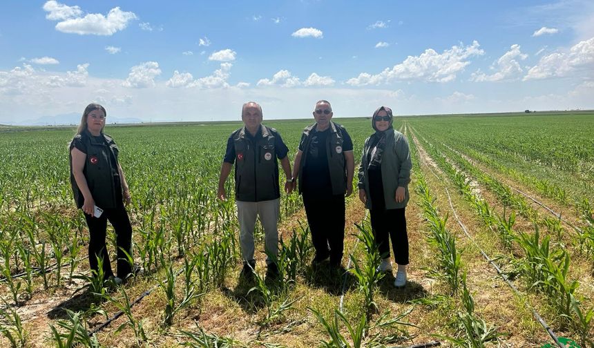 Karapınar’da Süne Mücadelesi ve Ürün Kontrolleri Aralıksız Sürüyor
