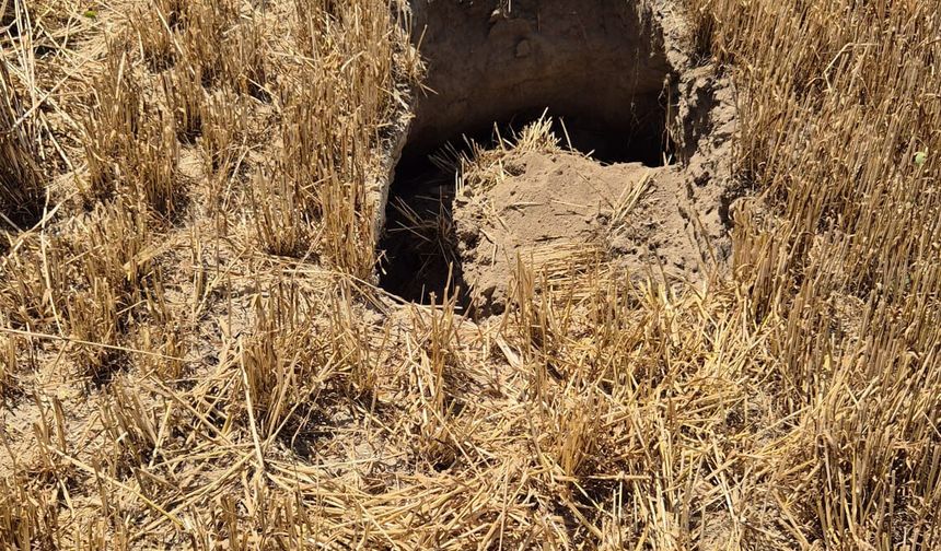 Karapınar'da Hasat Sırasında Obruk Fark Edildi: Biçerdöver Çukura Saplandı