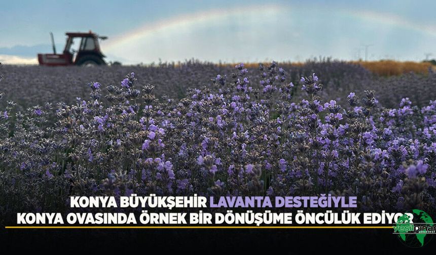 Konya Büyükşehir Lavanta Desteğiyle Konya Ovasında Örnek Bir Dönüşüme Öncülük Ediyor