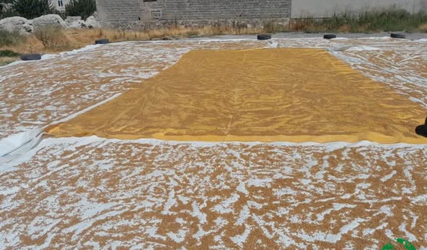 Karapınar’da Evlerde Bulgur Telaşı: Asırlık Gelenek Yaşatılıyor