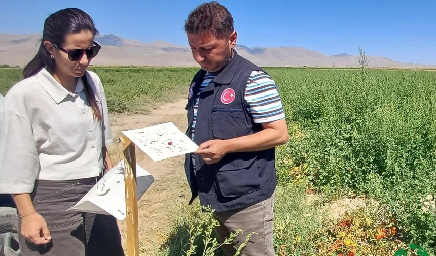 Karapınar’da Domates Tarlalarında Hastalık ve Zararlı Denetimi