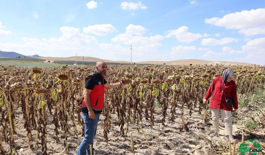 Karapınar’da Hasat Mesaisi: Ayçiçeği ve Patates Tarlalarında İnceleme