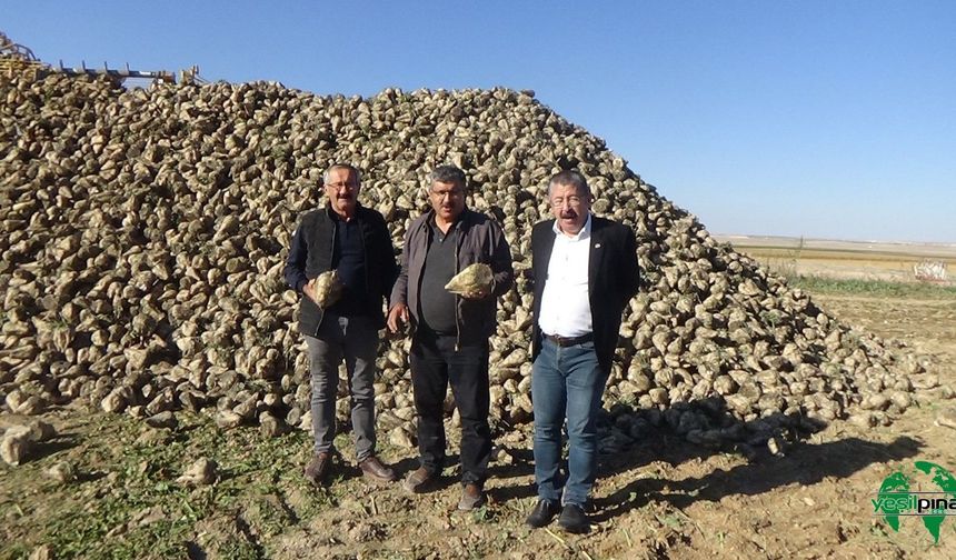 Karapınar’da Hasat Mesaisi Sürüyor: Üreticinin Pancar Fiyatı Beklentisi Karşılanmadı
