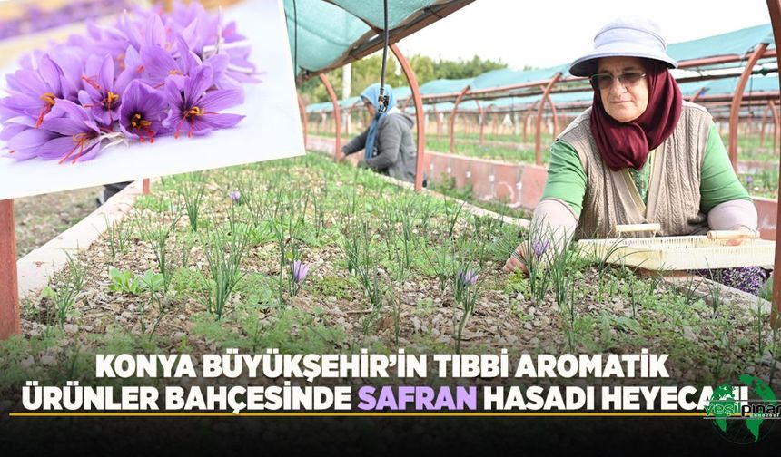 BAŞKAN ALTAY: “Safranın Konya’mızın Toprak Ve İklim Şartlarında Yetiştirilebilirliğini Ortaya Koymayı Amaçlıyoruz”